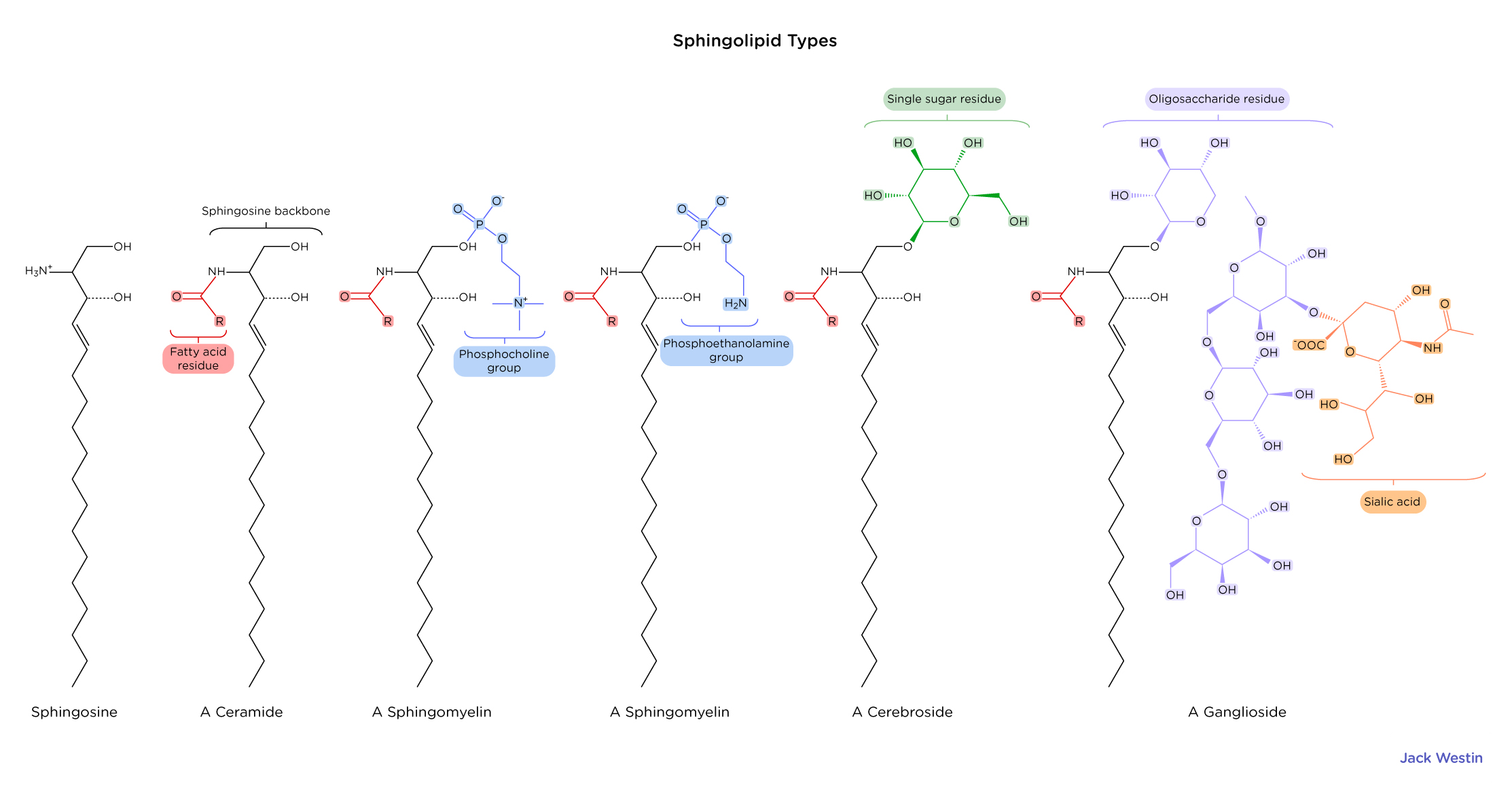 Sphingolipids Components Biochemistry: Composition of the Cell Membrane - Jack Westin